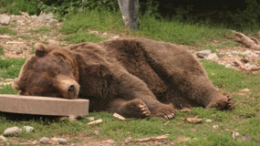 Anchorage Zoo