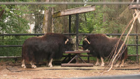 Anchorage Zoo