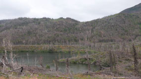 Sterling Hwy - old forest fires
