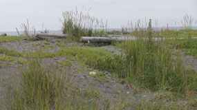Homer - bishops beach