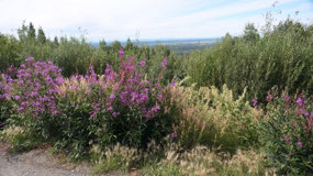 Viewpoint along the Hwy in Alaska