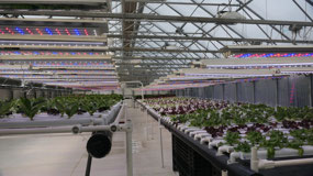 Chena Hotsprings - the greenhouses