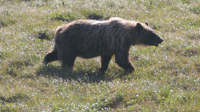 Dempster Hwy - a grizzly on the move
