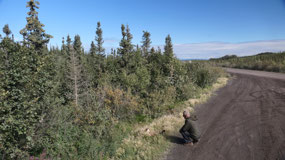 Dempster Hwy - fun with the flowers