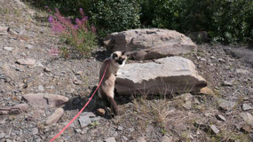 Dempster Hwy - anything else to see...