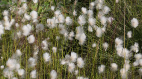 Dempster Hwy - the cotton ball flowers