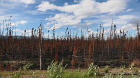 Klondike Hwy - lots of burnt trees