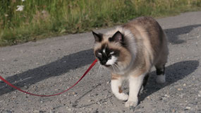 Teslin  - Mandy on the leash