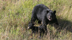 Alaska Hwy - bears