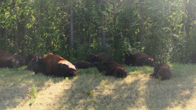 Alaska Hwy - bisons