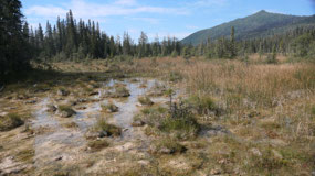 Liard River Hot Springs - funky plants