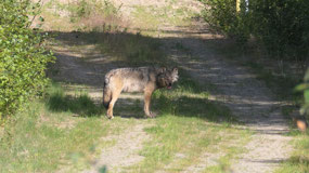 Alaska Hwy - we see a wolf