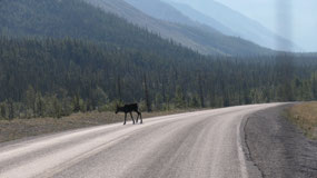 Alaska Hwy - and we stop for a caribou