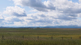Heading towards Calgary - cattle country