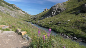 Denali NP - Along Savage River