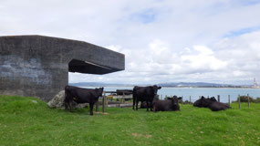 Whangarei Heads - cows guarding the bunker