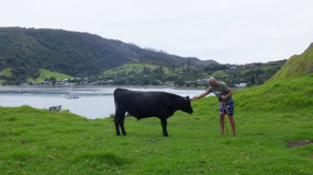 Whangarei Heads - making new friends