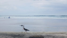 Whangarei Heads - Ocean Beach - the oyster catcher