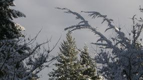 snow in comox