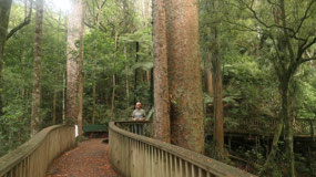 Whangarei - big Kauri trees