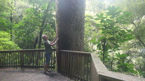 Whangarei - the big Kauri tree