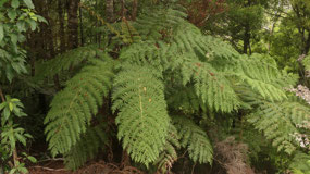 Opua Kauri - beautiful ferns