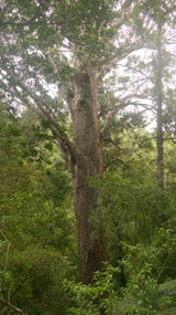 Opua Kauri - the big Kauri tree