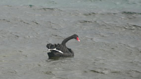 Taupo Taharepa  - black swans