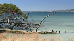 Rotorua - Sulphur Point
