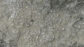 Ohope Beach - what are those jellys?????