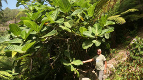 Tauranga - Quarry Park - dinner plate fig tree