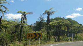 Coromandel Peninsula - curvy roads