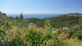 Along the Coromandel Peninsula