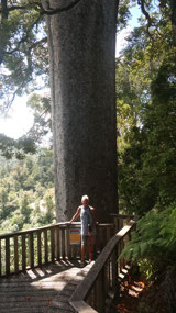Thornton Bay - Square Kauri tree