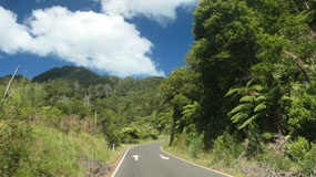 Thornton Bay - Square Kauri tree