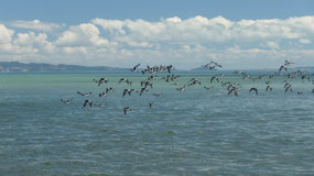 Thornton Bay - Tapu Beach - so amazing
