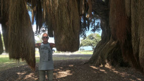 Waiomu - Pohutukawu tree - like curtains