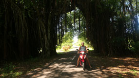 Aitutaki - Giant Banyan Tree