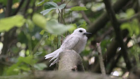 Aitutaki Lagoon Cruise - the white terb