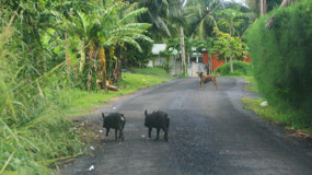 Rarotonga - busy roads