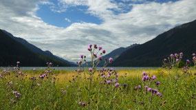 Ralph River - nice flowers