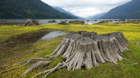 Ralph River - lots of tree stumps