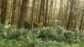 Cowichan River PP - the rain forest