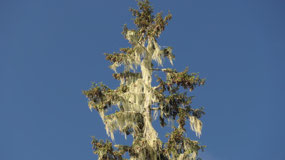 Fairy Lake - whitch's hair
