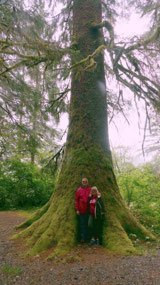 Fairy Lake  - huge trees