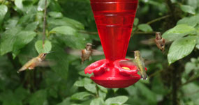 Fairy Lake  - Hummingbird party