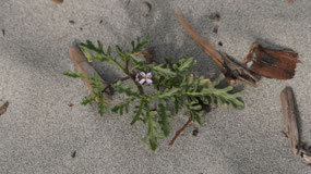 Weir Beach RV - beach flowers