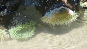 Tofino Mackenzie Beach - sea anemones