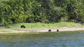 Kwaksistah reg park - watching the bears