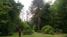 Ronnings Garden - the big monkey tree